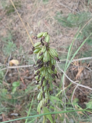 Broad-leaved helleborine