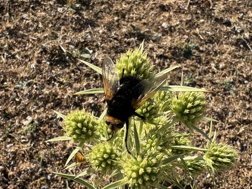 Yellow-faced Fly