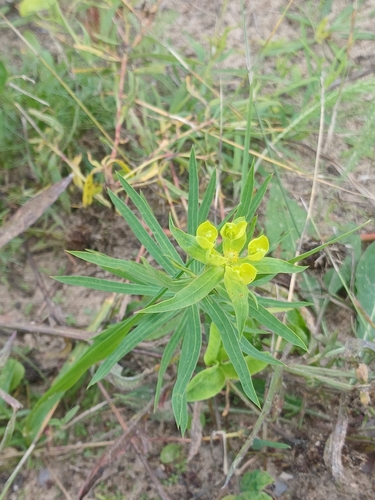 slender leafy spurge