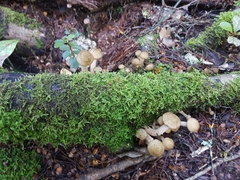Armillaria limonea