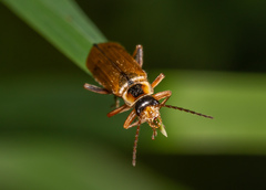 Cantharis decipiens