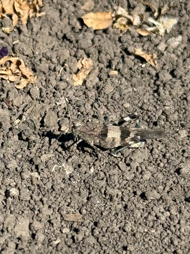 Blue-winged Grasshopper