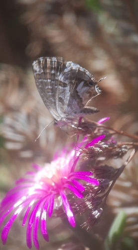 Common Geranium-bronze