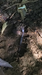 Carphophis amoenus amoenus