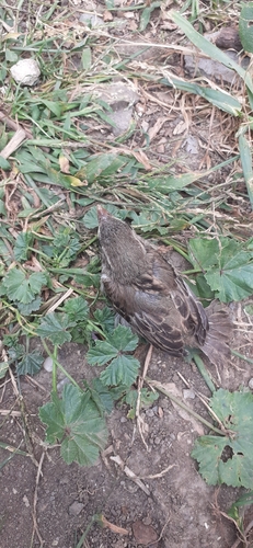 House Sparrow