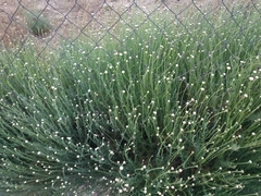 Santolina chamaecyparissus
