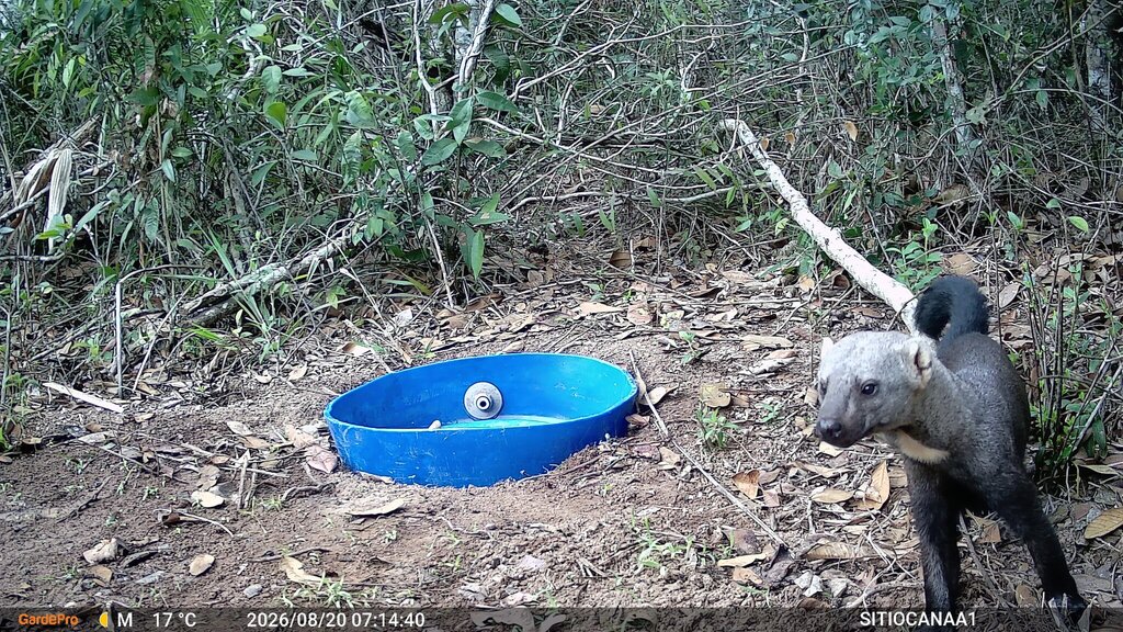Tayra (Eira barbara) recorded by a camera trap beside the water bowl, in the Atlantic Forest of Sítio Canaã, Santa Teresa, Brazil