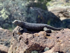 Sceloporus occidentalis