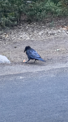 iNaturalist observation photo of Common Raven