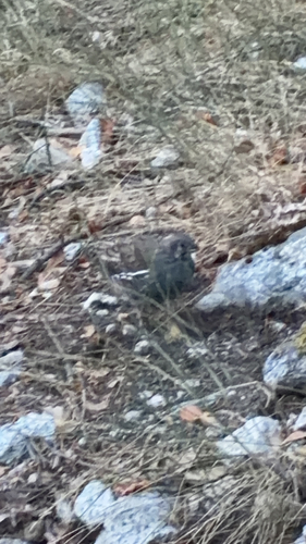 iNaturalist observation photo of Mountain Quail