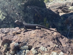 Sceloporus occidentalis