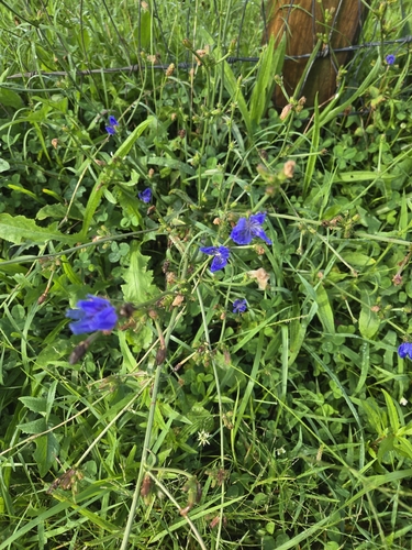 chicory
