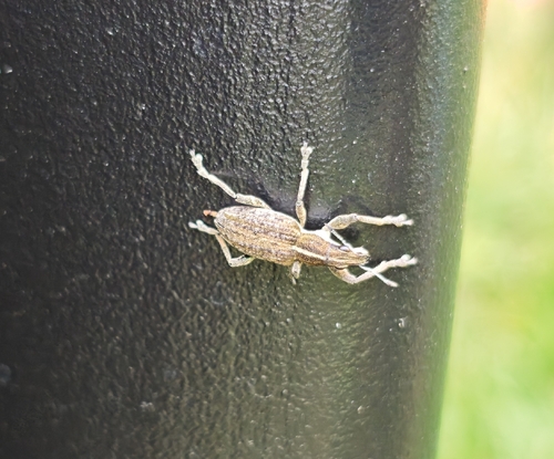 Charagmus gressorius