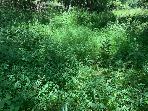iNaturalist observation photo of Japanese stiltgrass