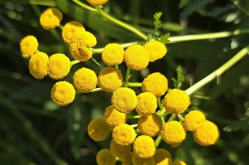 tansy
