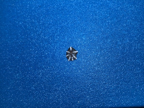 Siphonaria sirius observed 2026-08-20