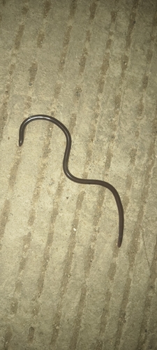 Brahminy Blindsnake