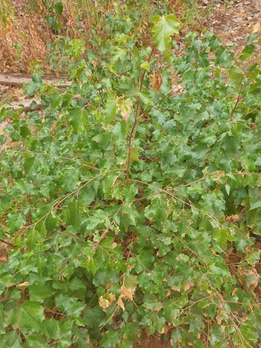 iNaturalist observation photo of silver birch
