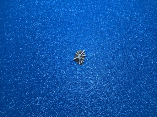 Siphonaria sirius observed 2026-08-20