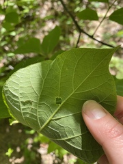 Styrax grandifolius