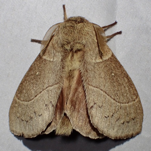 Dicogaster coronada photo 3