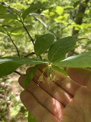 Styrax grandifolius