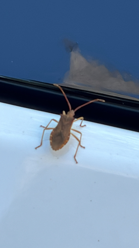 Box Bug