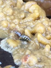 Heptacarpus pugettensis