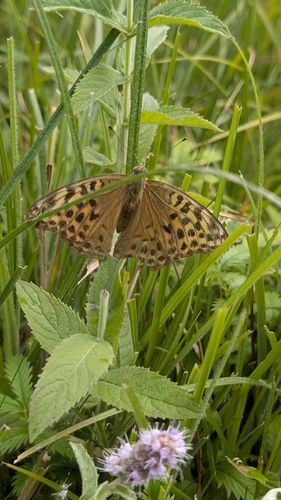 Silver-washed Fritillary