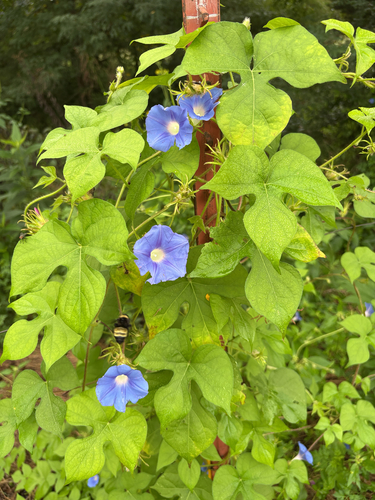 ivy-leaved morning-glory