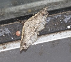 Philogethes metableta