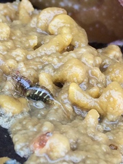 Heptacarpus pugettensis