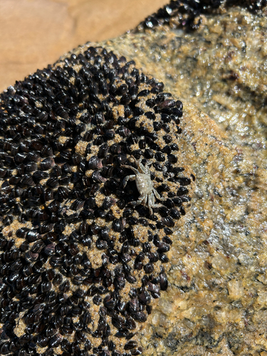Mottled Shore Crab