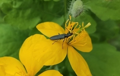 Oedemera lurida