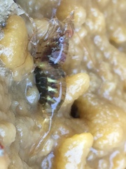 Heptacarpus pugettensis