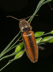 Athous vittatus