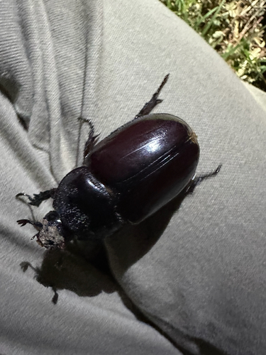 Aloeus Ox Beetle