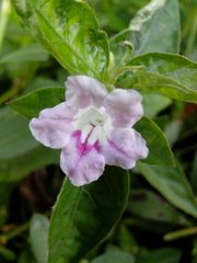 Ruellia repens