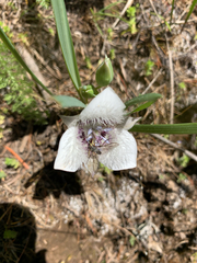 Calochortus elegans