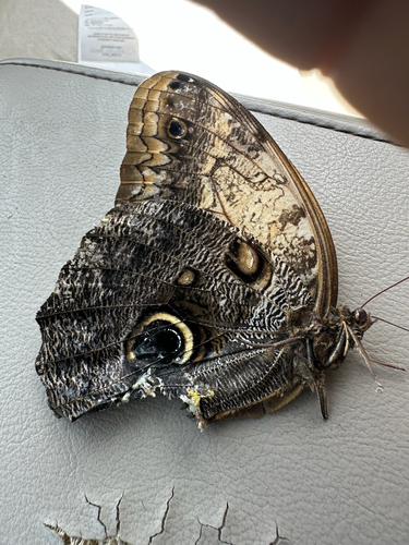 Pale Owl-Butterfly