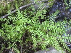 Adiantum aleuticum aleuticum