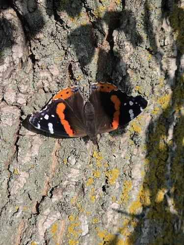 Red Admiral