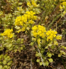 Alyssum montanum gmelinii