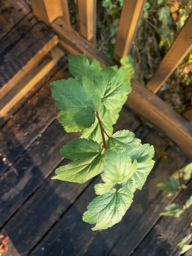 Physocarpus malvaceus, photograph 1
