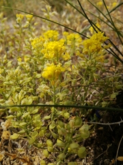 Alyssum montanum gmelinii
