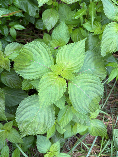 beefsteak plant