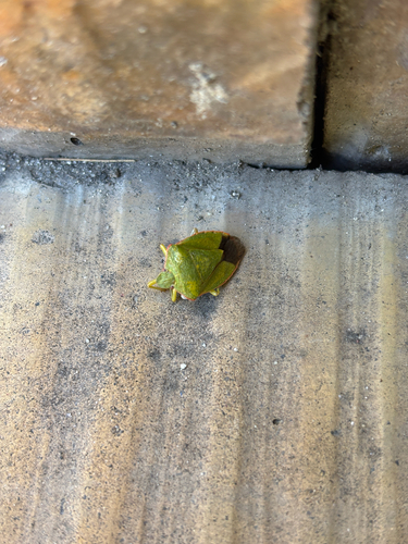 Green Shield Bug