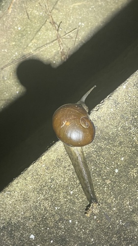 Arboreal Snail