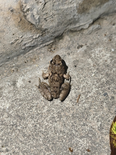 Rice field frog