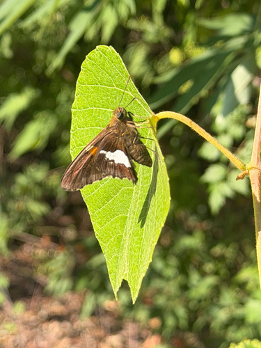 Silver-spotted Skipper